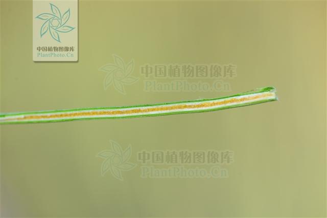 本草图经作者是谁，《本草图经》的作者（芎藭 蘼蕪 藁本）