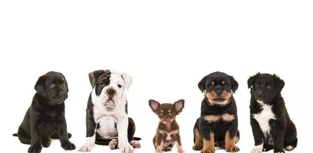 狗配对的时候为什么叫那么惨，12生肖男女婚姻配对宜忌（为什么母猫交配过程中撕心裂肺）