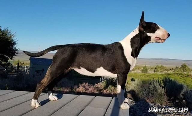 丝毛狗什么品种，丝毛犬有哪些品种（10种随着时间的推移而改变了容颜的犬种）