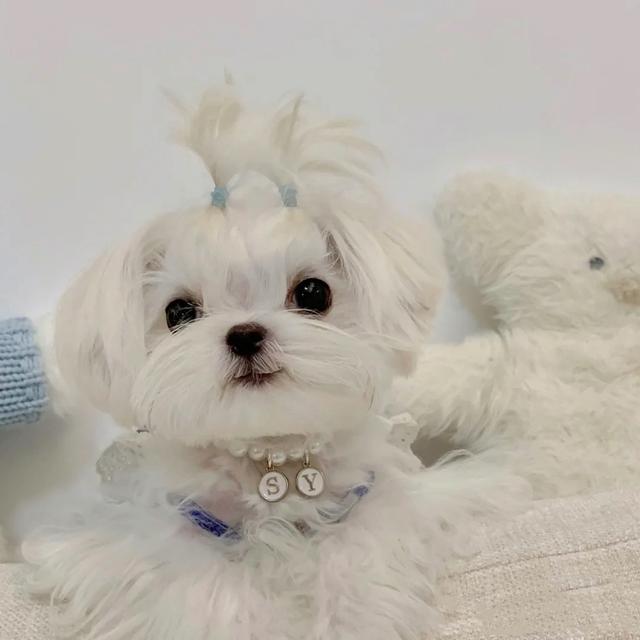 马尔济斯犬掉毛吗，马尔济斯掉毛吗（听我的，千万不要养马尔济斯）