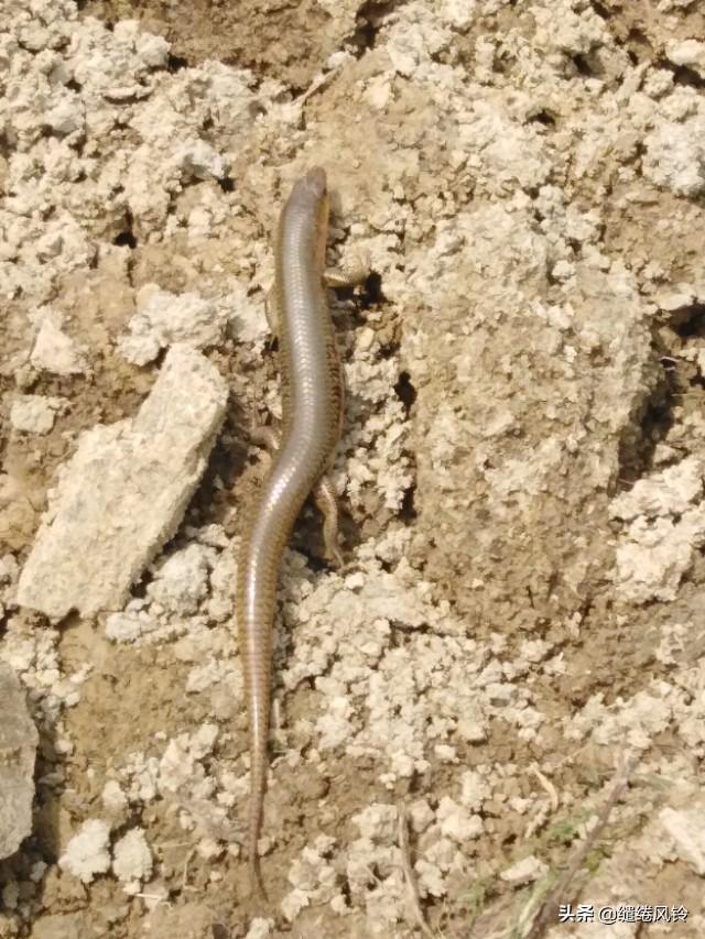 中华石龙子有毒吗，中华石子龙蛇有毒吗（邂逅两条可爱的四脚蛇）