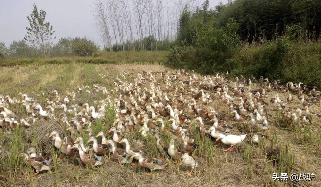 蝗虫最怕的四种天敌，但并非什么鸭子都能上阵杀蝗