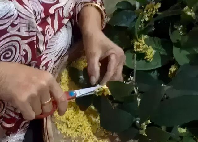 鲜桂花如何保存，蜜桂花怎么做（<教你保持金黄色不变黑>）