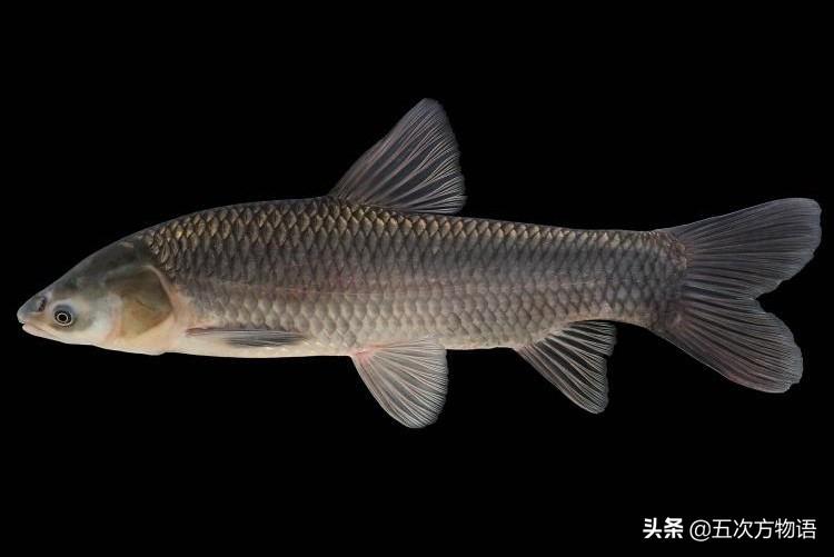 中国常见观赏鱼品种图鉴大全，附高清实拍图片与饲养指南