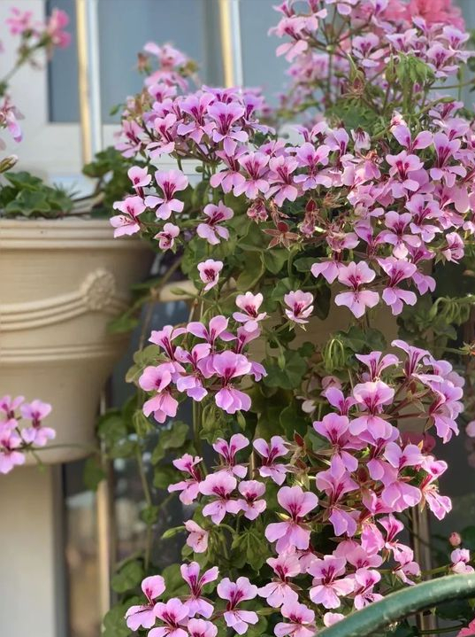 适合阳台养的盆栽绿植，适合阳台养的植物花卉（最适合养在阳台上）