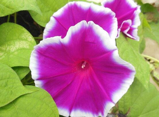 牵牛花有几种颜色，牵牛花是什么颜色的（盘点牵牛花最美的六大品种）