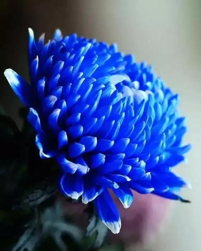蓝色的菊花