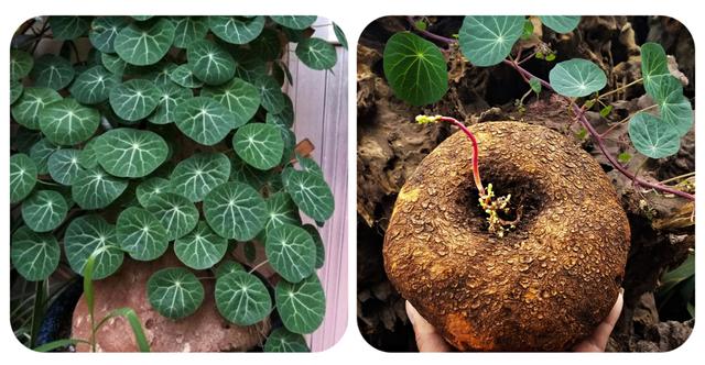 适合家里养的32种花，家里养什么花好（”家居盆花100种）