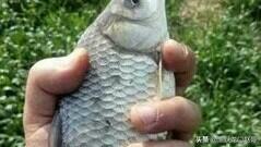 冬季专钓大鲫鱼偏方，专钓大鲫鱼偏方（这样的窝料就可以包打天下）