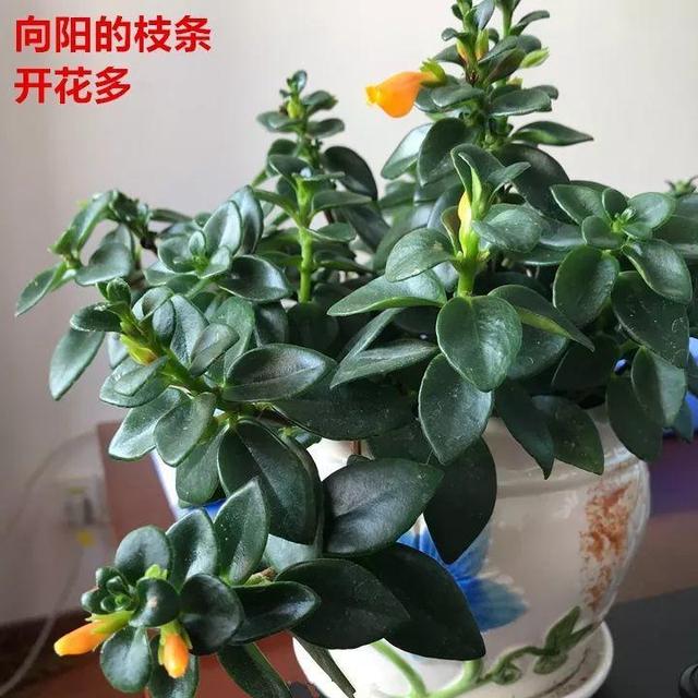 金鱼吊兰怎么养才开花，1年四季都能开花