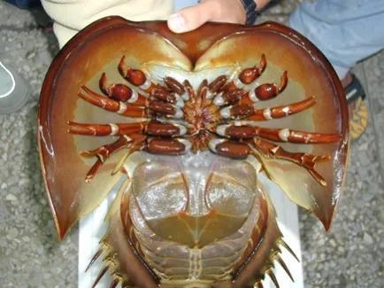 鲎为什么又叫做鲎鱼，这个是鲎吗（<hou>亲缘关系最近的是蜘蛛）