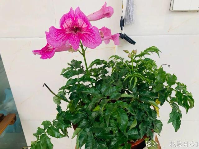 紫薇花什么季节开花，紫薇什么时候开花（温度高也不休眠）