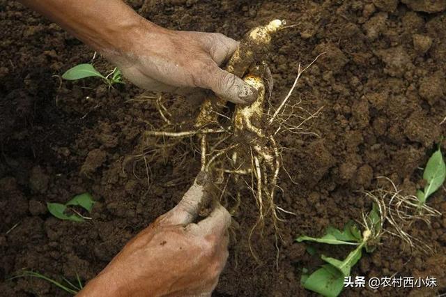 人参种子怎么种植，人参怎么种植方法（人参种子要怎么催芽）