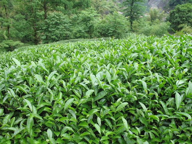 历史悠久的南京茶文化，南京茶南历史（中国茶叶历史悠久名扬四海）