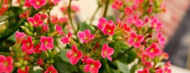 长寿花的扦插方法，长寿花扦插4种方法是什么（长寿花怎么扦插）