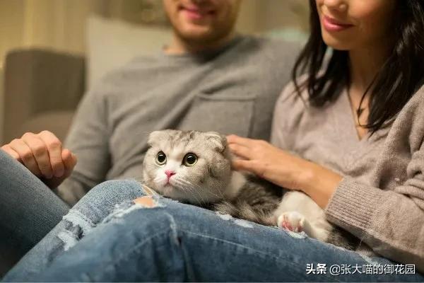 怎么训练猫在猫砂盆里上厕所，怎么训练猫咪在猫砂里面上厕所（这些技能你学会了吗）