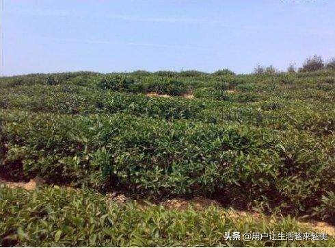 武夷山金骏眉，武夷山金骏眉属于什么茶（今天我们来了解武夷山茶中珍品金骏眉）