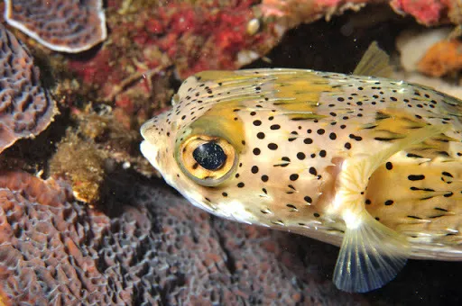 鱼身上的鳞片有什么用，鱼身上掉鳞片怎么办（鱼鳞：不仅能帮科学家研究鱼类）