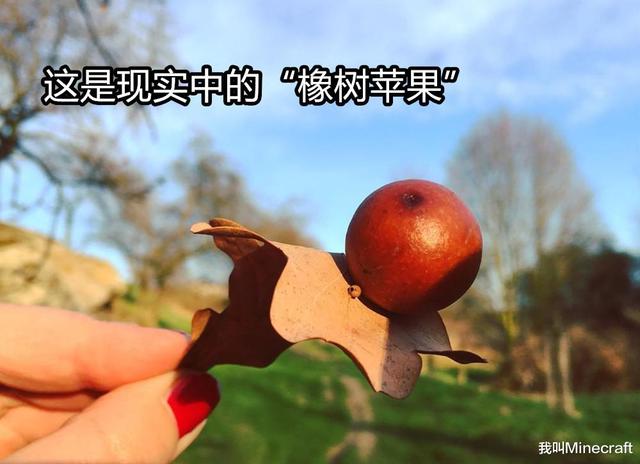 我的世界附魔金苹果怎么做，我的世界金苹果怎么做（《我的世界》为什么苹果会长在“橡树”上）
