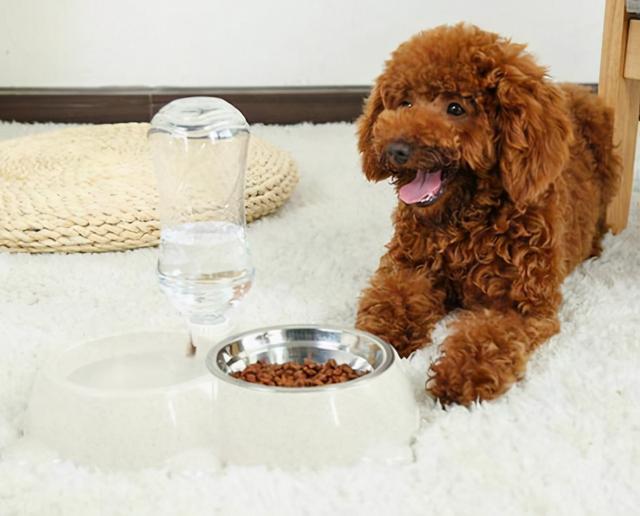 养泰迪的技巧，泰迪饲养的六个方面