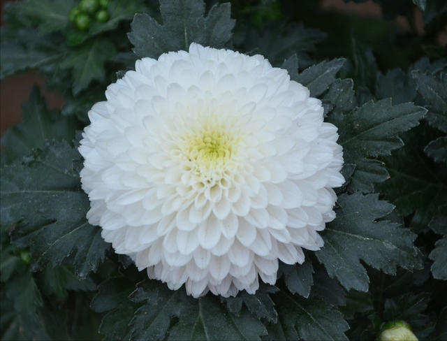 还来就菊花的意思，待到重阳日还来就菊花的意思（花中四君子的菊花你了解多少）