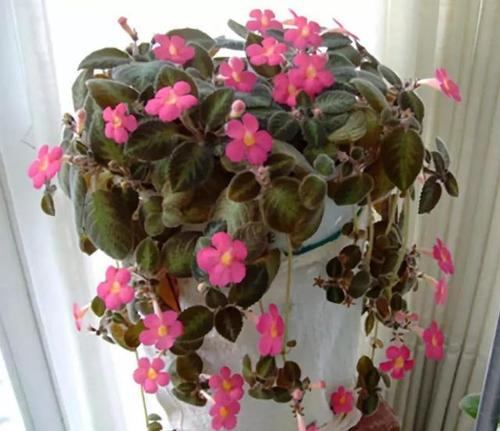 花的由来，玫瑰花的由来（花的名字是怎么来的）