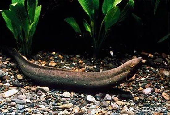 活化石中的活化石鱼，专家说它可能还在进化