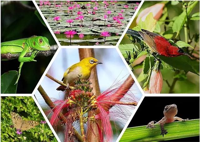 西双版纳风景名胜区，西双版纳景点（请收藏！西双版纳旅游攻略）