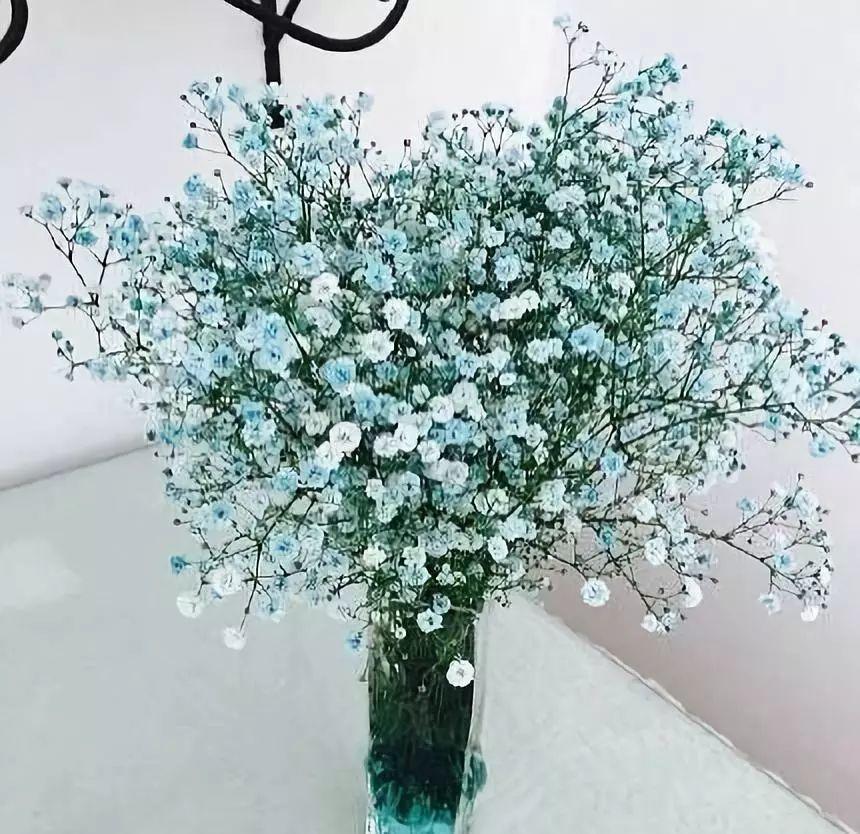 满天星也有很多颜色,花瓣星星点点,小巧可爱,桌子上摆一瓶,衬得家里