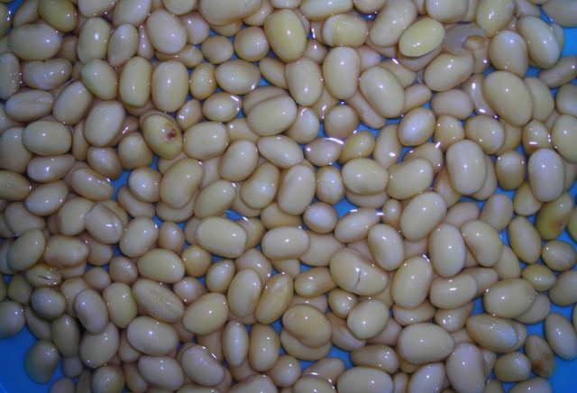 豆芽生长过程图片，豆芽是怎样生长的（5天长出芽苗菜）