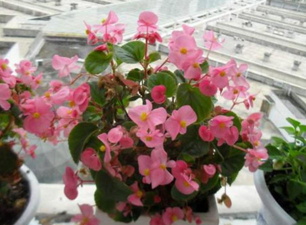 室内花卉20植物，室内植物花卉有哪些（家里光照欠佳养11种“喜阴花”）