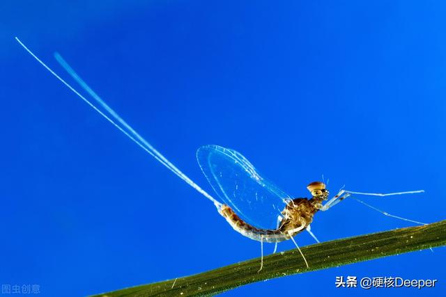 蜉蝣的寓意，蜉蝣是什么动物（河南洪水过后惊现蜉蝣遮天）