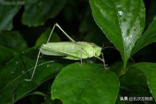 复眼的昆虫有哪些，复眼的昆虫有哪些七星瓢虫（螽斯科四大鸣虫）