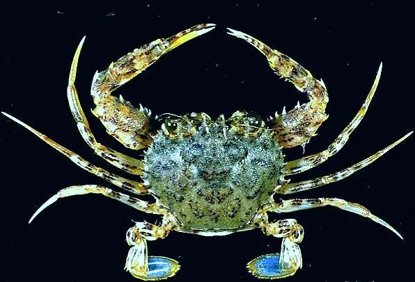 梭子是什么样的，梭子是啥玩意儿（生物相册•散落全世界的远亲）