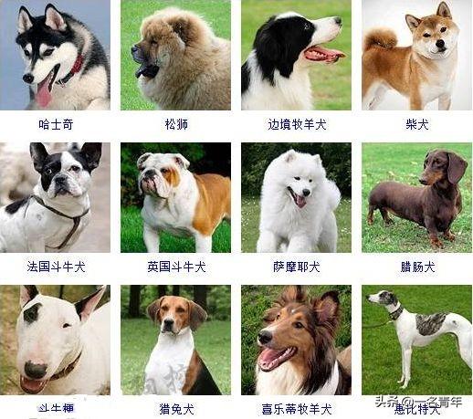 还不知道你家狗狗属于什么体型犬吗？几乎齐全了