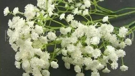 伯利恒之星花语,查自己的本命花(感受生活的温度<二>) 伯利恒之星花语,查自己的本命花(感受生活的温度<二>)