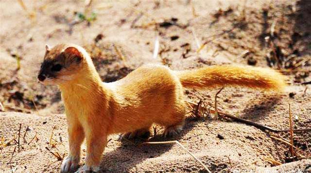 黄鼬是什么动物，黄鼠狼最怕三种克星（黄鼠狼全身是宝，为何无人敢养）