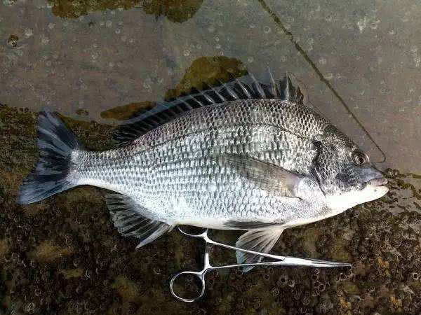 黑鲷鱼生性机警难钓，市场价每斤多少？鲜活海鱼价格行情揭秘，钓鱼爱好者必看指南