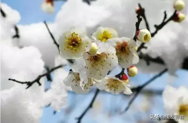 梅花诗歌，梅花诗歌自创（经典咏梅古诗词30首）