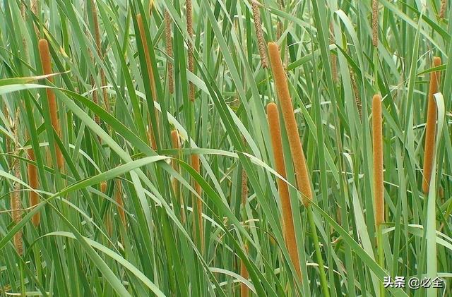 水生植物有哪些，常见的水生植物有哪些（水生植物大全）