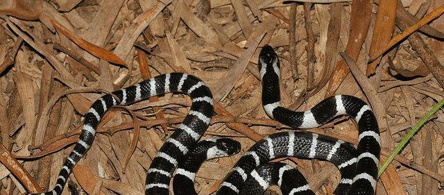 中国十大致命毒蛇，饭铲头粤语什么意思（存在于我国境内十大毒蛇排行）