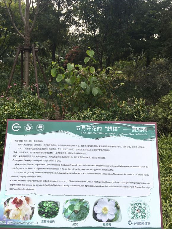 夏腊梅，美国夏腊梅，这种国家珍稀花正是结果期（美国夏腊梅什么价格）