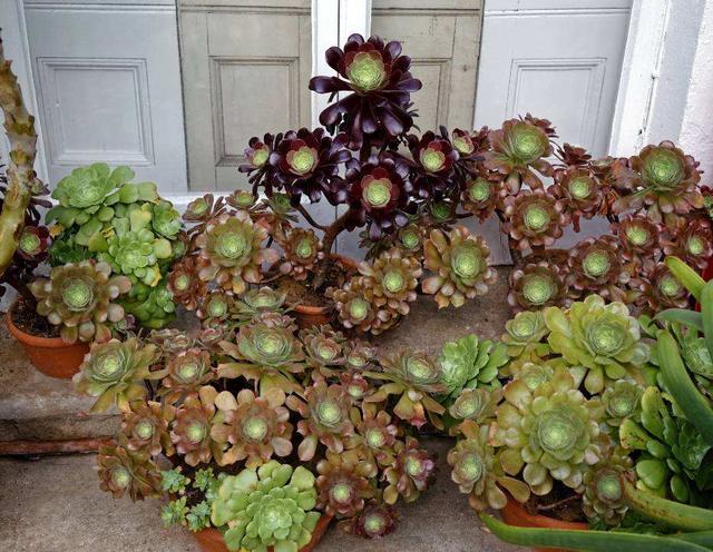 常见的八种多肉植物，各种各样的多肉植物（6种“小多肉”）