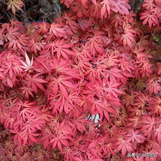 什么样的枫树填空。，什么的枫树填空词语二年级（增添了花园四季色彩之美）