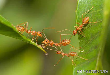 ants怎么读，ant怎么读（英语原版阅读：Ants）