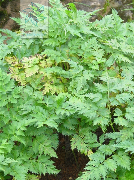 本草图经作者是谁，《本草图经》的作者（芎藭 蘼蕪 藁本）