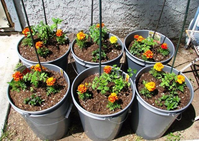 万寿菊（万寿菊花），在家里养些金黄色花朵的万寿菊（万寿菊花用途）