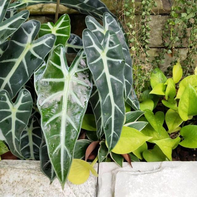 荷花最好看的品种是什么，这花最好看、最好养