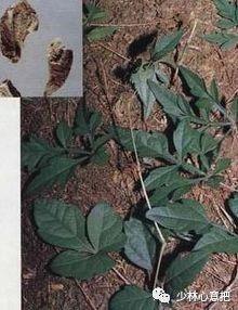 白牛胆的功效与作用，白牛胆的功效与作用禁忌（中药图片大全与功效）