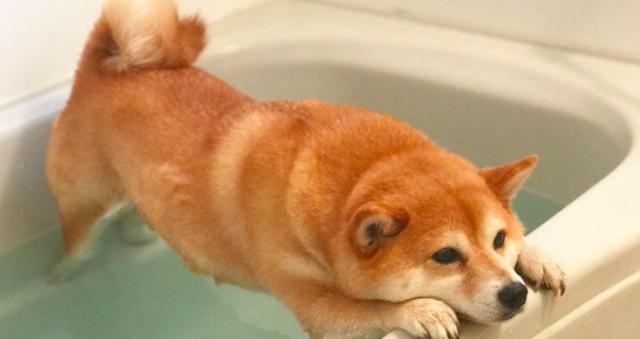 吹水机，不要再傻傻不知道了（吹水机使用方法）